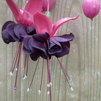 Fuchsia 'Roesse Blacky'