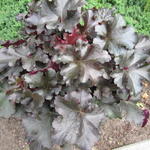 Heuchera 'Black Beauty' - Purperklokje