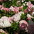 Hydrangea paniculata 'Vanille Fraise'