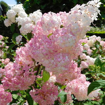 Hydrangea paniculata 'Vanille Fraise'