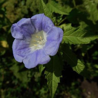 Nicandra physalodes