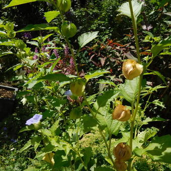 Nicandra physalodes