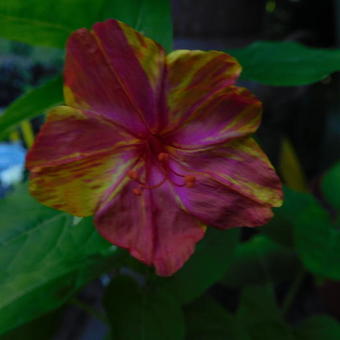 Mirabilis jalapa