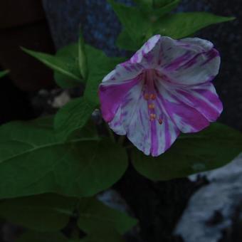 Mirabilis jalapa