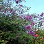 Indigofera splendens - Indigostruik