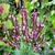 Verbena hastata 'Rosea'