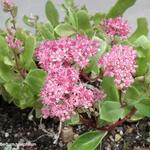 Sedum telephium - Hemelsleutel