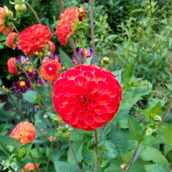 Dahlia 'Nescio'