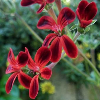 Pelargonium ardens