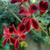 Pelargonium ardens