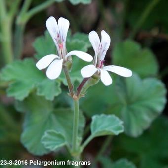 Pelargonium x fragrans