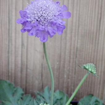 Scabiosa japonica var. alpina