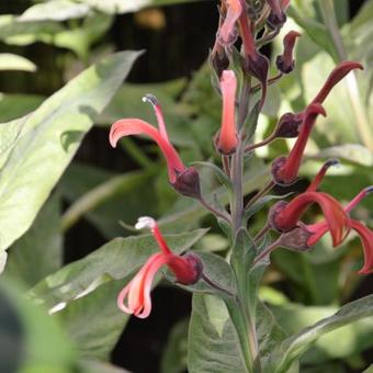 Lobelia tupa