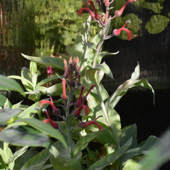 Lobelia tupa