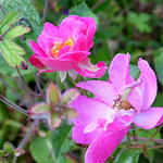 Rosa 'Lavender Dream' - Roos