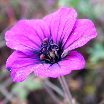 Geranium 'Ann Folkard'