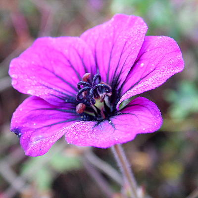 Ooievaarsbek - Geranium 'Ann Folkard'