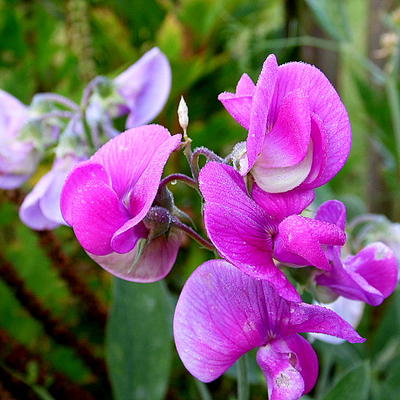 Lathyrus latifolius - Siererwt