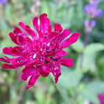 Knautia - Weduwebloem, Beemdkroon