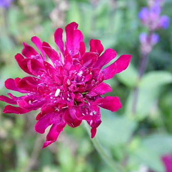 Knautia