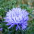 Aster novi-belgii 'Marie Ballard'