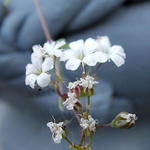 Gypsophila repens ‘Alba' - Kruipend gipskruid