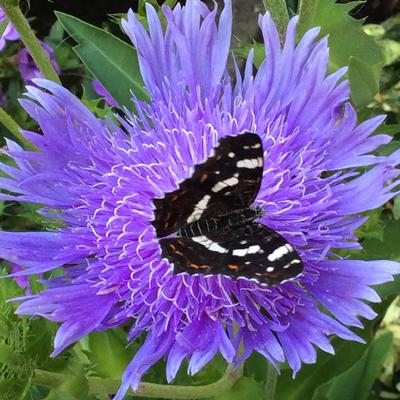 Korenbloemaster - Stokesia Laevis 'Mels Blue'