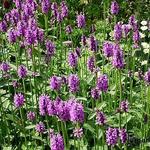 Stachys macrantha 'Superba' - Andoorn - Stachys macrantha 'Superba'