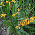 Crocosmia x crocosmiiflora 'George Davidson' - Montbretia