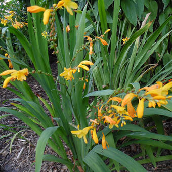 Crocosmia x crocosmiiflora 'George Davidson'