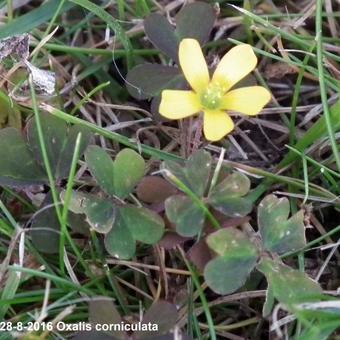 Oxalis corniculata