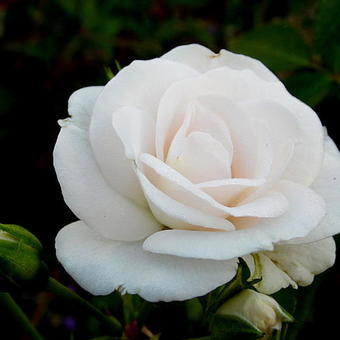 Rosa 'Aspirin-Rose'