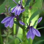 Lobelia sessilifolia - Waterlobelia