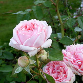 Rosa 'Bjorn Boy'