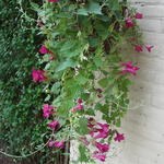 Lophospermum 'Red Dragon' - Leeuwenmuiltje, Kruipende gloxinia