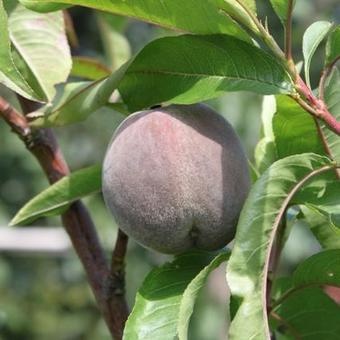 Prunus persica 'Sanguine de Savoie'