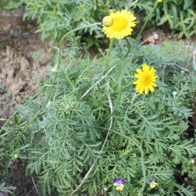 Gele kamille - Anthemis x hybrida 'Kelwayi'