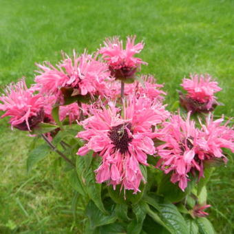 Monarda didyma 'Cranberry Lace'