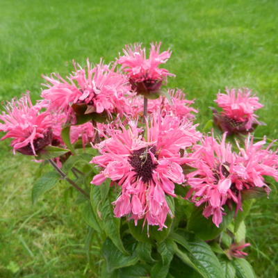 Bergamotplant - Monarda didyma 'Cranberry Lace'