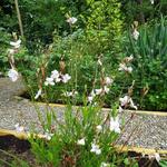 Gaura lindheimeri 'Gambit White' - Prachtkaars