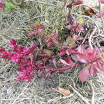 Sedum spurium 'Purple Winter' - Kaukasische muurpeper