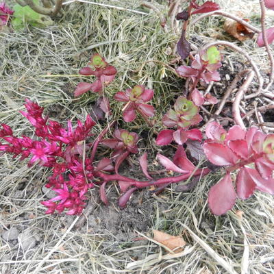 Kaukasische muurpeper - Sedum spurium 'Purple Winter'