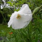 Papaver rhoeas 'Bridal Silk' - Gewone klaproos