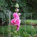 Alcea rosea 'Rosea' - Roze stokroos