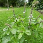 Ocimum basilicum 'Magic White' - Basilicum