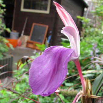 Roscoea purpurea 'Spice Island'