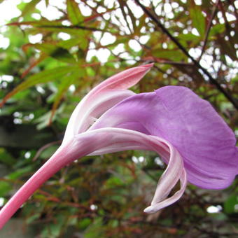 Roscoea purpurea 'Spice Island'