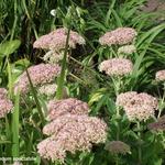 Sedum spectabile - Hemelsleutel