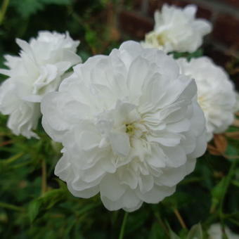 Rosa  'White Fairy'