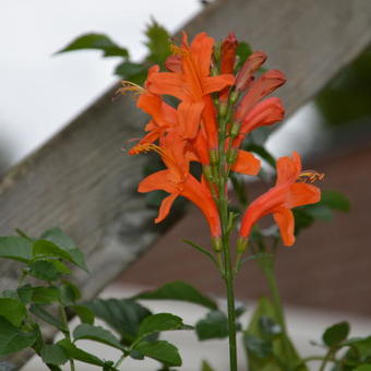 Tecoma capensis